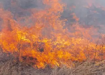 Pantanal: 85% das queimadas ocorrem em terras privadas, diz Marina Silva