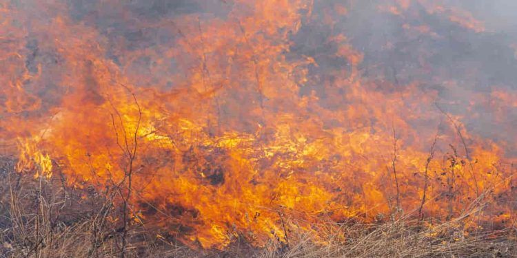 Pantanal: 85% das queimadas ocorrem em terras privadas, diz Marina Silva