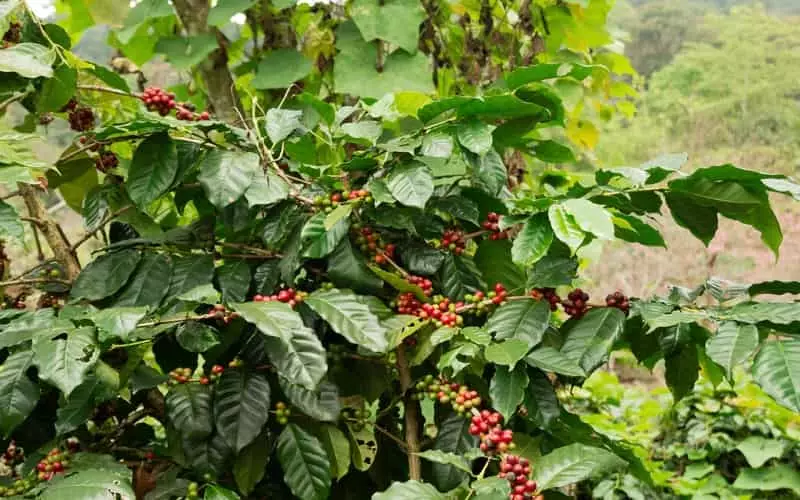 Safra de café 2024/2025 no Brasil pode alcançar 64,92 milhões de sacas