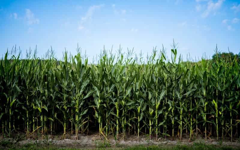 Produção mundial de milho atinge 1,22 bilhão de toneladas na Safra 2023/2024