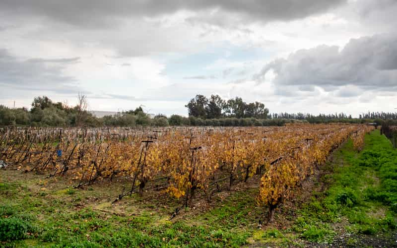 Inverno no Brasil: Impactos no agronegócio e condições climáticas