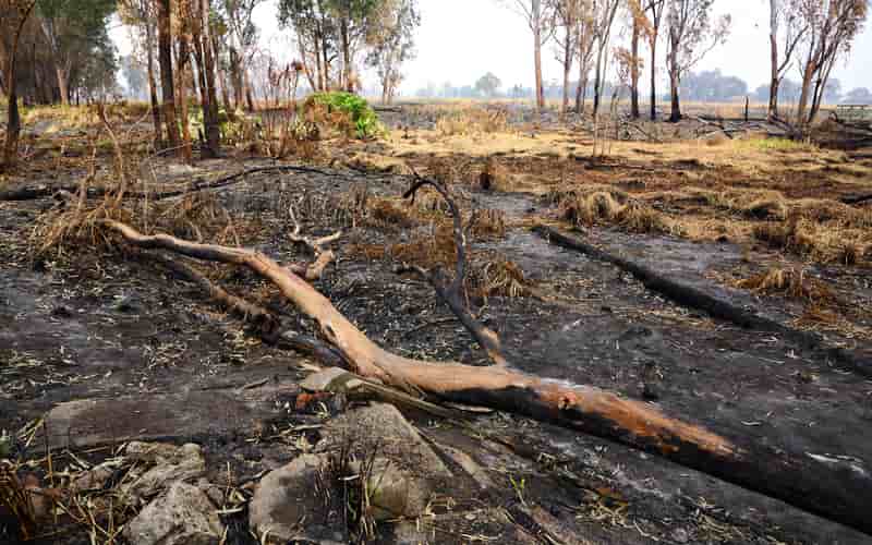 Queimadas: mais de 9 mil focos de incêndio foram registrados no Pantanal