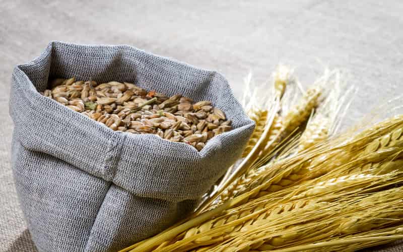 Governo publica preços mínimos para o trigo da safra 2024/2025