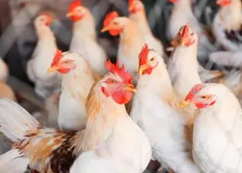 Setor de avicultura do RS sofre perdas acima de R$ 250 milhões devido às chuvas