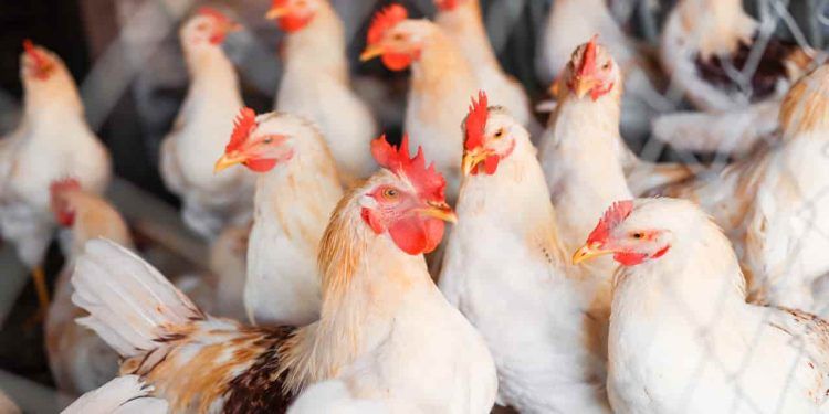 Setor de avicultura do RS sofre perdas acima de R$ 250 milhões devido às chuvas