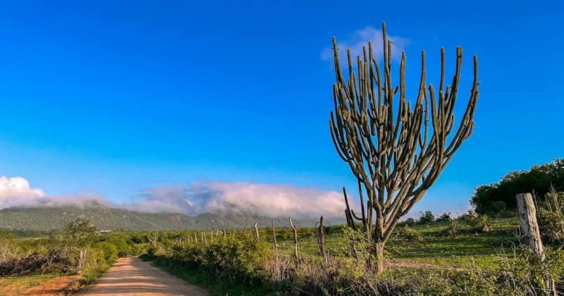 Governo anuncia criação de 12 unidades de conservação na Caatinga 3 Unidades de Conservação