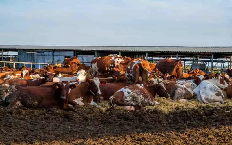 Pecuaristas brasileiros devem aumentar confinamento de gado em 2,5% em 2024
