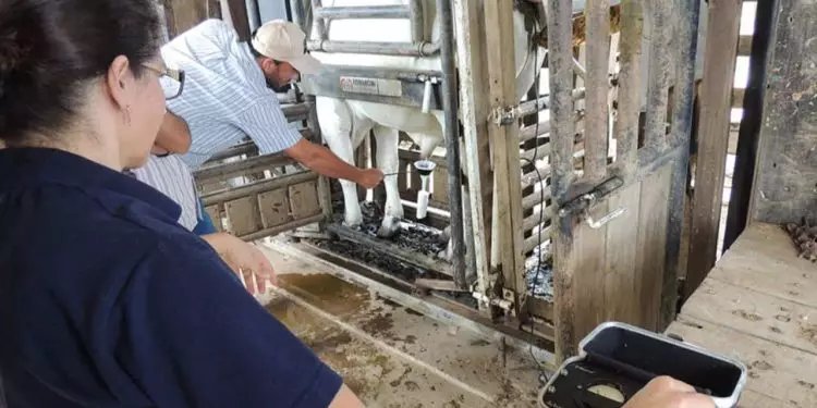 Aplicativo para exame andrológico de bovinos é o novo aliado da pecuária no Brasil 1 Aplicativo para exame andrológico de bovinos é o novo aliado da pecuária no Brasil