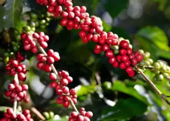 Cafeicultura brasileira receberá investimento de R$ 6,8 bilhões