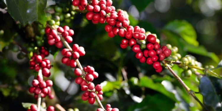 Cafeicultura brasileira receberá investimento de R$ 6,8 bilhões