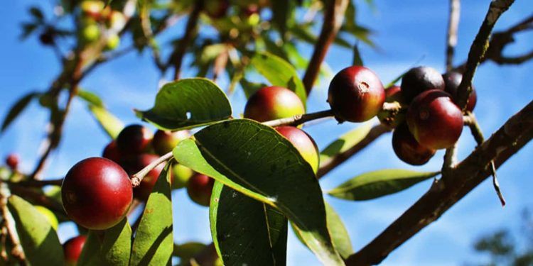 Cientistas utilizam fruto amazônico para enriquecer farinha de mandioca