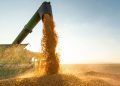 Conab projeta queda de 15% na produção de milho 2ª safra, no Tocantins