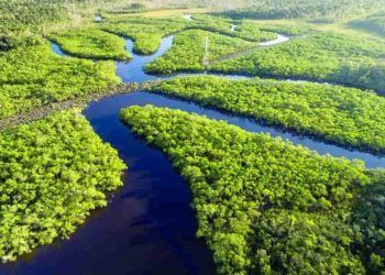 Criação do Museu das Amazônias é lançada em Belém; confira