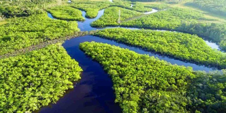 Criação do Museu das Amazônias é lançada em Belém; confira