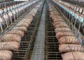 Embrapa oferece nova ferramenta para estimativa de custos de produção de suínos