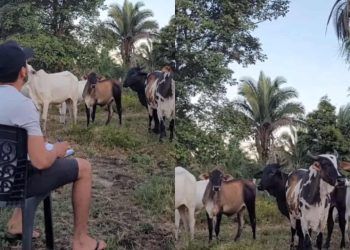 Escola das vacas jovem viraliza ao fazer chamada de presença com animais