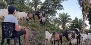 Escola das vacas jovem viraliza ao fazer chamada de presença com animais