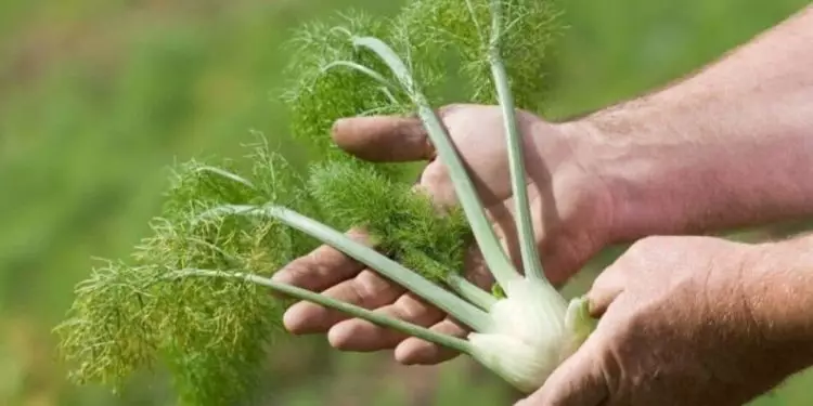 Funcho veja o que é e as dicas de como cultivar a planta em casa