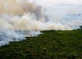 Incêndios podem ter degradado 9% do Pantanal nos últimos 5 anos, diz Mapbiomas