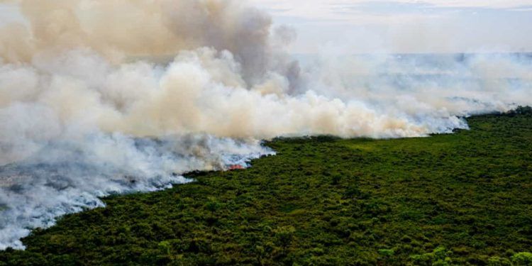 Incêndios podem ter degradado 9% do Pantanal nos últimos 5 anos, diz Mapbiomas