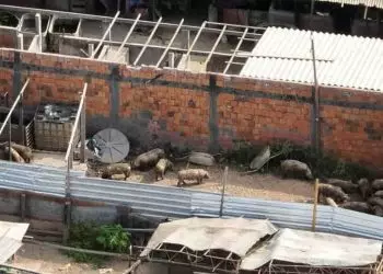 Mapa apreende produtos impróprios destinados para alimentação animal no Maranhão