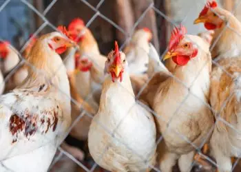 Newcastle consumo de frango e ovos permanece seguro; exportações são suspensas