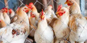 Newcastle consumo de frango e ovos permanece seguro; exportações são suspensas