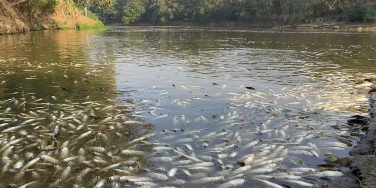 Pescadores afetados por mortandade de peixes pagarão juros menores