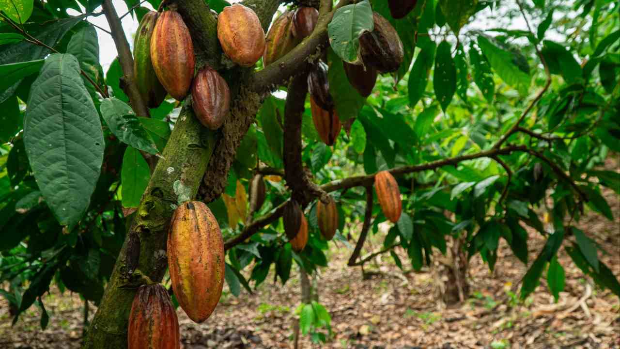 Produção de cacau e cupuaçu vem ganhando espaço em área de cerrado, no Tocantins