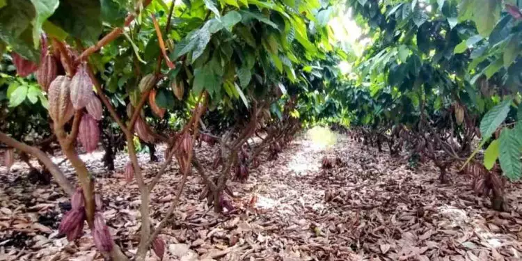 Expansão da produção de cacau e cupuaçu na região do cerrado, em Tocantins 1 Expansão da produção de cacau e cupuaçu na região do cerrado, em Tocantins