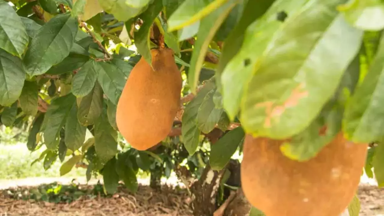 Expansão da produção de cacau e cupuaçu na região do cerrado, em Tocantins 3 Produção de cacau e cupuaçu vem ganhando espaço em área de cerrado, no Tocantins