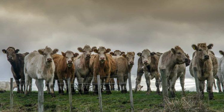 Protocolo permite estimar produtividade e melhorar desempenho de pastagens