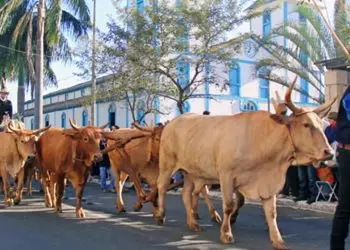 Romaria 2024: desfile reúne cerca de 500 Carros de Boi, Cavaleiros e Muladeiros
