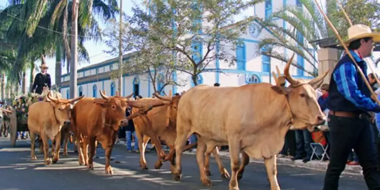 Romaria 2024: desfile reúne cerca de 500 Carros de Boi, Cavaleiros e Muladeiros