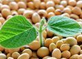 Soja brasileira será testada na Coreia para fabricação de produtos alimentícios