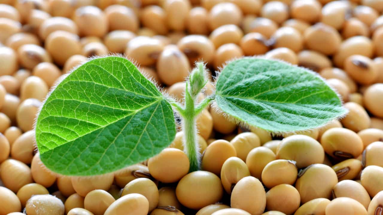 Soja brasileira será testada na Coreia para fabricação de produtos alimentícios