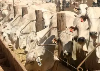 Tocantins registra crescimento significativo no volume de gado confinado