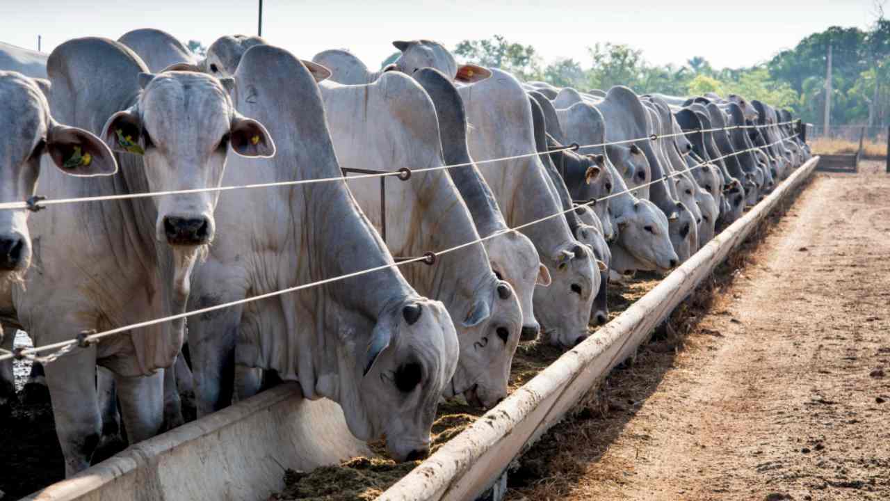 Tocantins registra crescimento significativo no volume de gado confinado