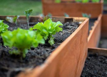 Veja como fazer canteiro para horta e os cuidados necessários com o solo
