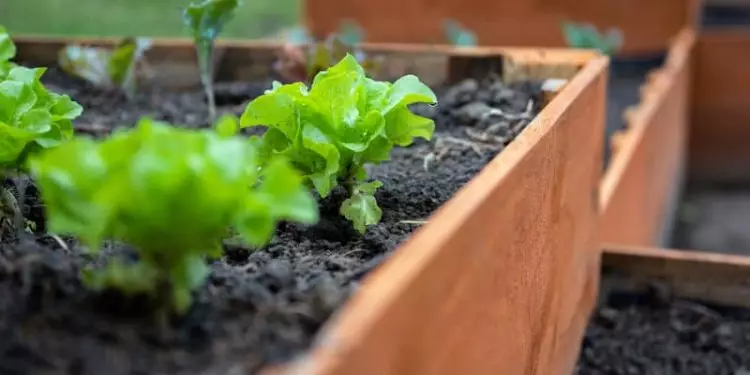 Veja como fazer canteiro para horta e os cuidados necessários com o solo