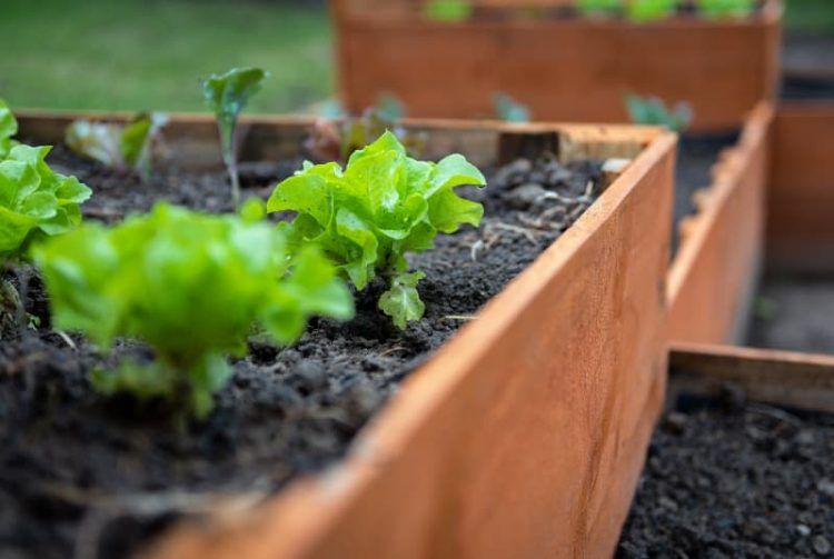 Veja como fazer canteiro para horta e os cuidados necessarios com o solo