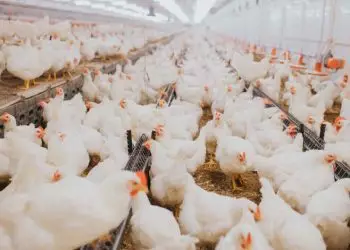 Alerta: OMS pede maior vigilância no combate à gripe aviária