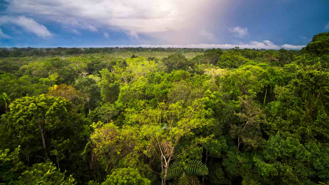 Bancos públicos anunciam financiamento da sustentabilidade na Amazônia