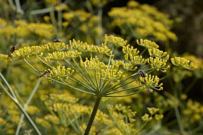 Funcho: veja o que é e as dicas de como cultivar a planta em casa 3 Benefícios do funcho