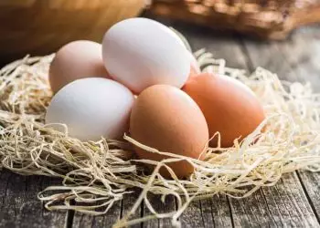 Brasil passa a exportar ovos, pescados e gelatina para Cuba