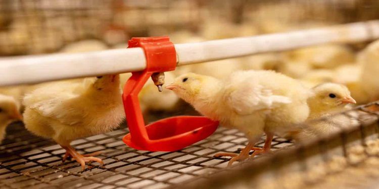 Brasil recebe autorização do México para exportação de material genético avícola