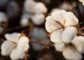 Brasil supera EUA e assume liderança como maior exportador mundial de algodão