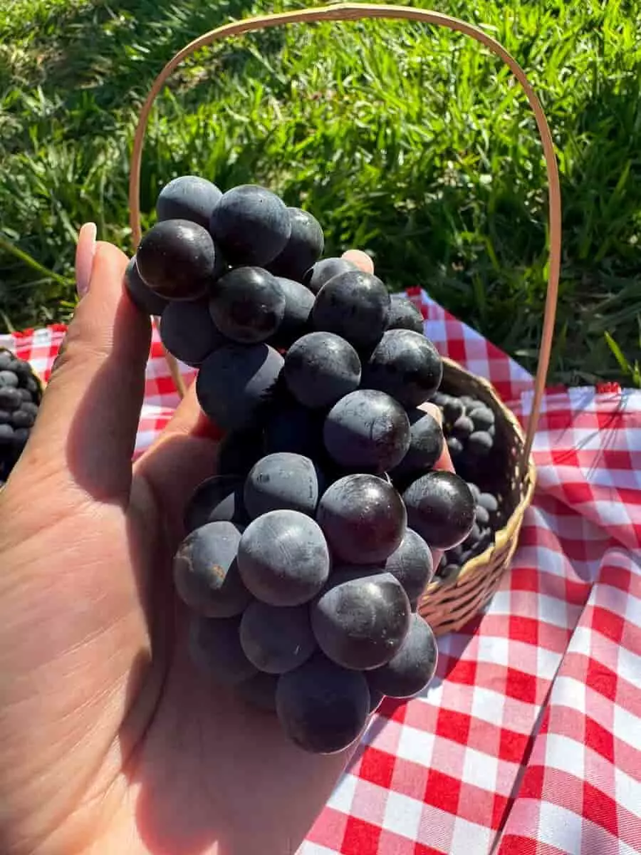 Cerrado goiano se destaca com produção de uva; conheça o parreiral Por do Sol