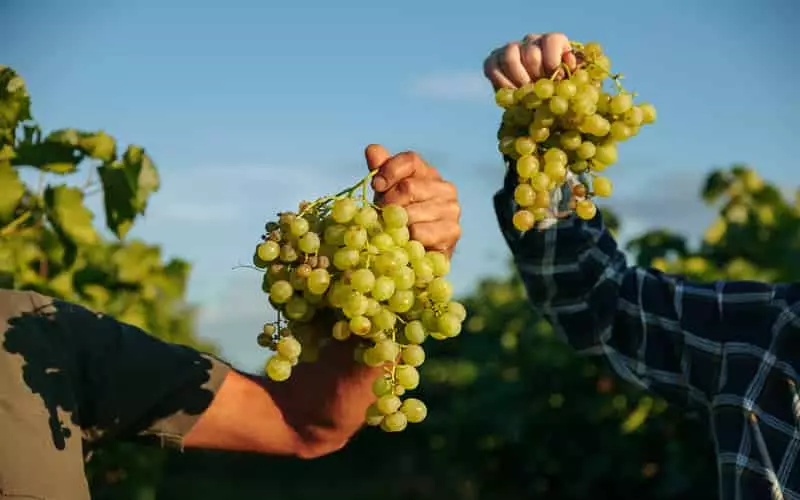 Fruticultura brasileira se destaca nas exportações e celebra recordes históricos