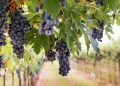 Cerrado goiano se destaca com produção de uva; conheça o parreiral Por do Sol